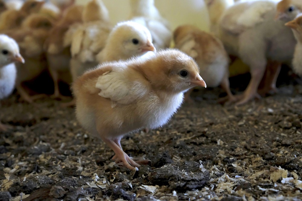 Dējējvistu cālīšu tirdzniecība, cenas, piegāde