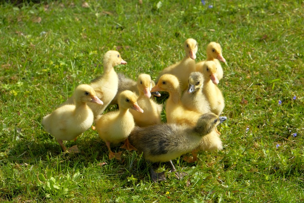 Zoslēnu tirdzniecība, cenas, piegāde Zoslēnu tirdzniecība, cenas, piegāde