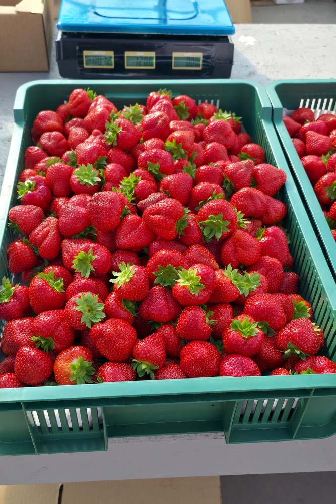 Tikko lasītas siltumnīcu zemeņu rudens raža, Ugāle, Kurzeme