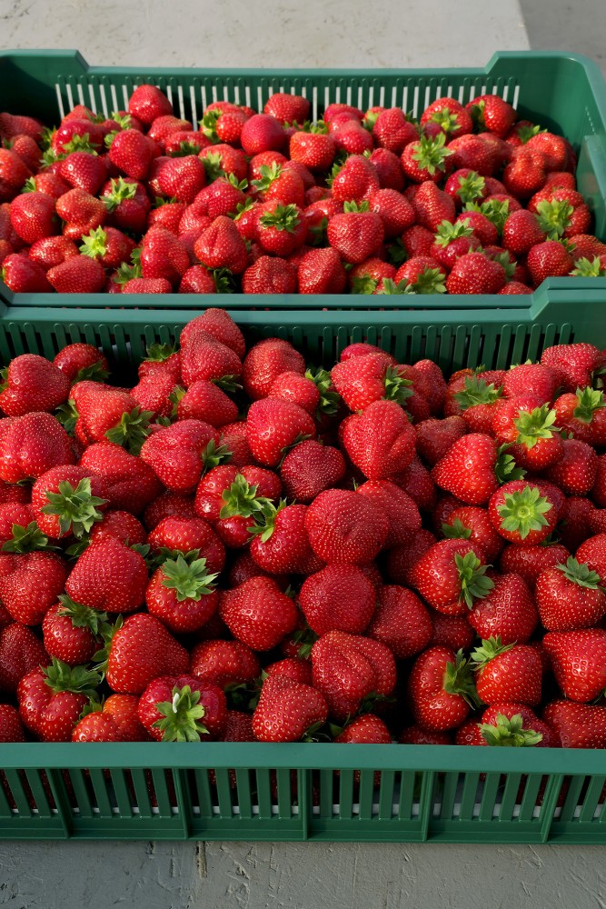 Svaigi lasītu siltumnīcu zemeņu kastes tirdzniecībai, dārzniecība FlosFloret