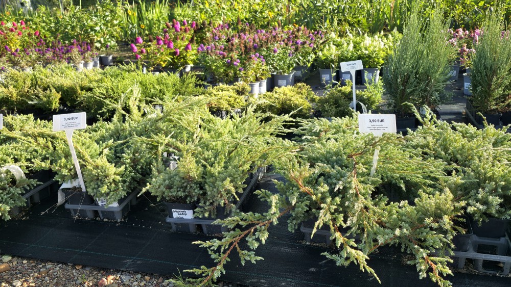 Pieejami skujkoku stādi podiņos par izdevīgām cenām, Dārzniecība FlosFloret