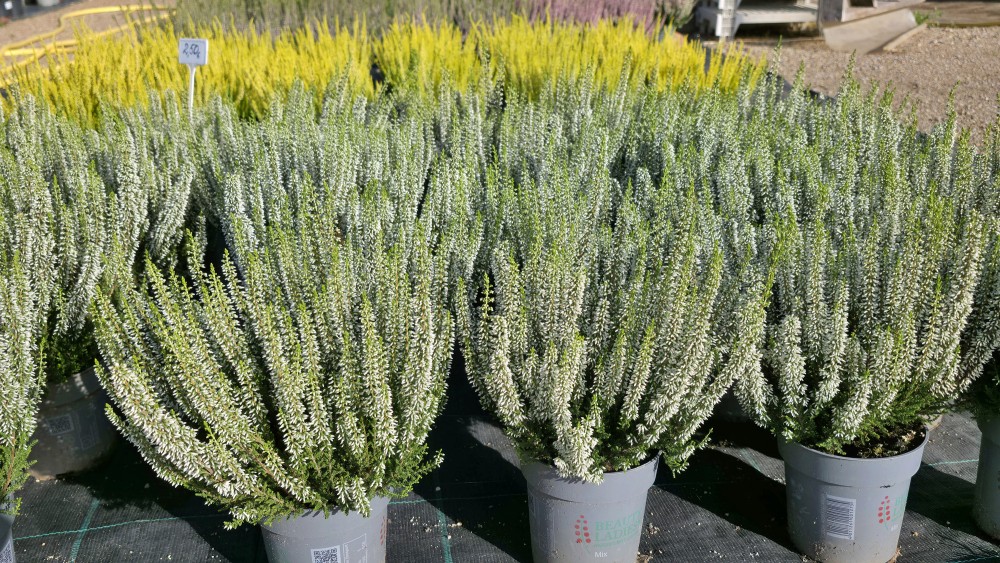 Baltie viršu stādi podiņos dārzniecības FlosFloret piedāvājumā
