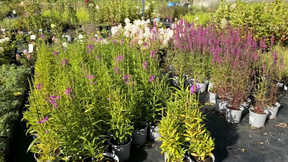 Bagātīgs ziedošo daudzgadīgo puķu stādu klāsts podos, dārzniecība FlosFloret