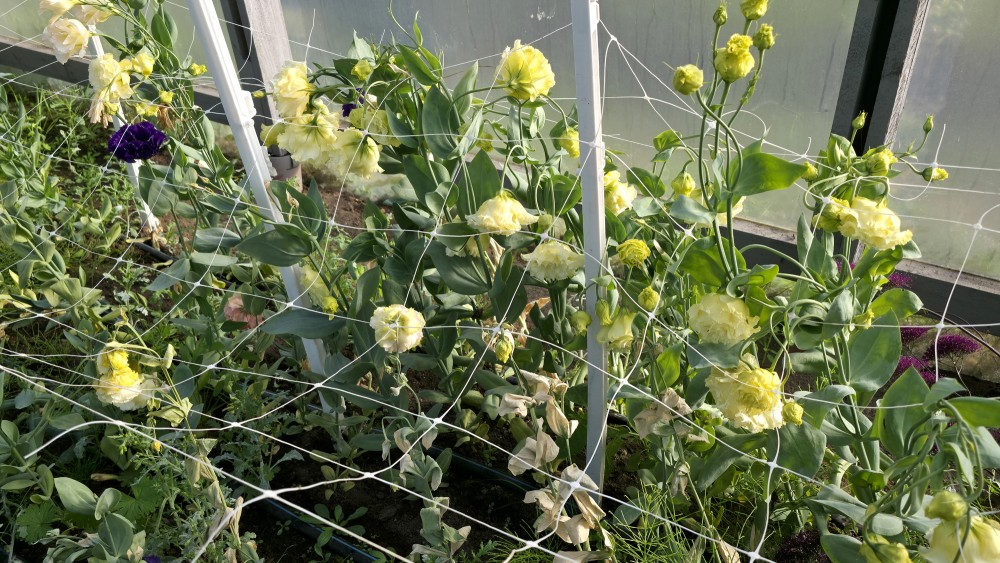 Lizanšu audzēšana dārzniecības FlosFloret siltumnīcā grieztajiem ziediem