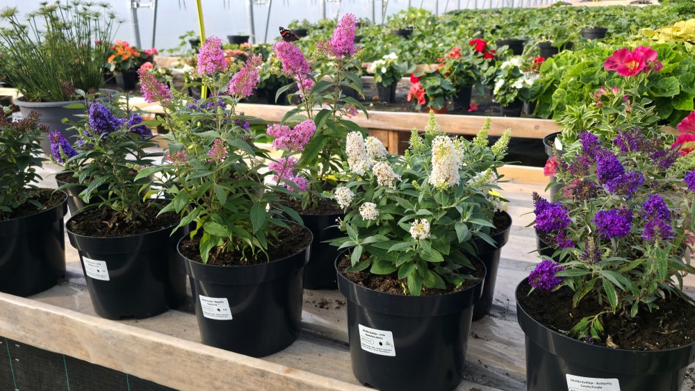 Budleju stādi podiņos dārzniecības FlosFloret siltumnīcā