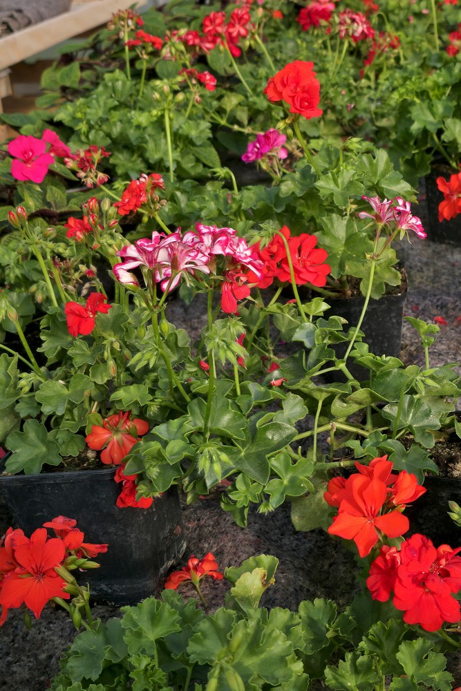Ziedošās pelargonijas podiņos dārza un balkona labiekārtošanai, Ugāle
