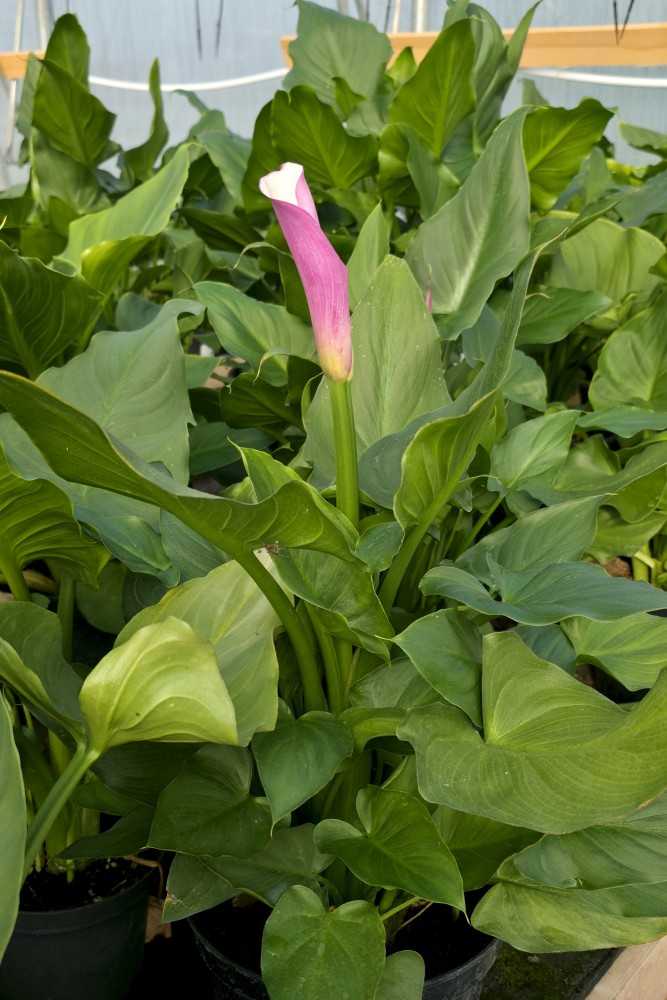 Kallas stāds ar maigi rozā ziedpumpuru dārzniecība FlosFloret siltumnīcā