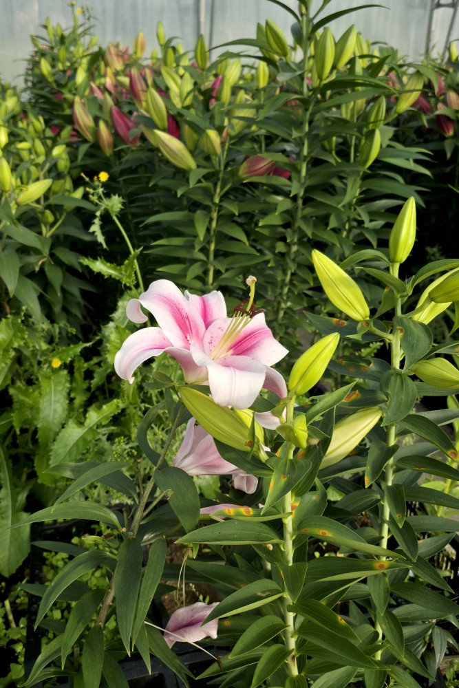 Plaukstošas rozā lilijas dārzniecības FlosFloret siltumnīcu stādījumos
