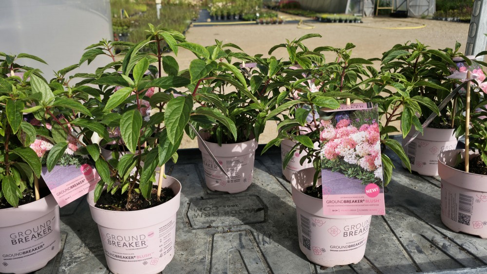 Klājošo hortenziju Groundbreaker Blush stādi podiņos, Ugāle