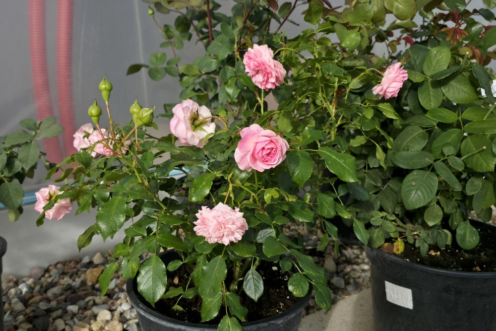 Rozā rožu krūmu stādi podos dārzniecības FlosFloret siltumnīcā