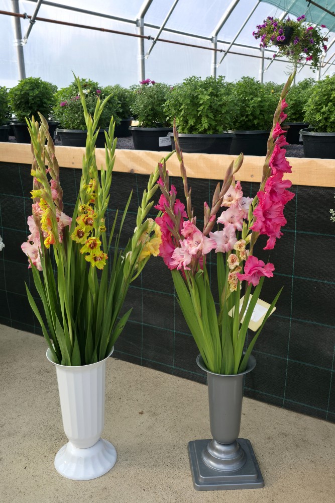 Svaigi grieztas krāšņās gladiolas vāzēs, Dārzniecība FlosFloret