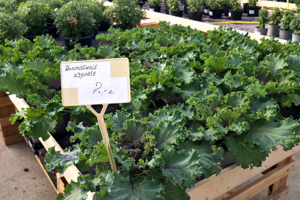 Dekoratīvo kāpostu stādi podiņos rudens stādījumiem, Ugāle