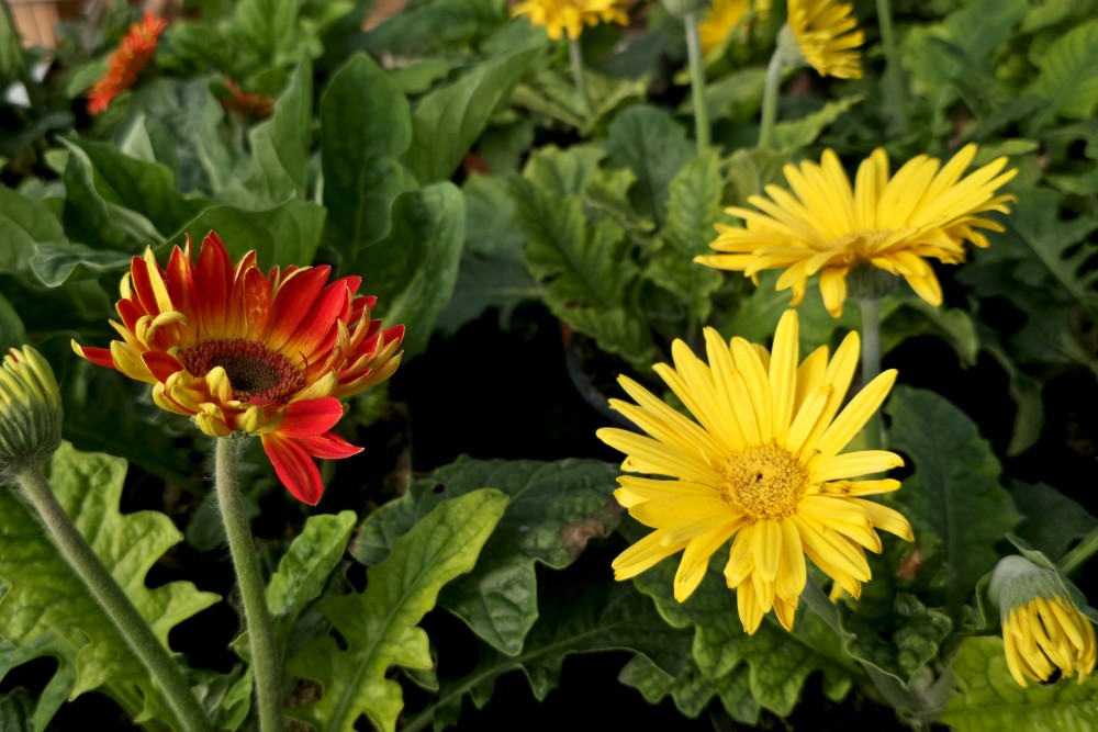 Ziedošas gerberas podos dārzniecības FlosFloret sortimentā