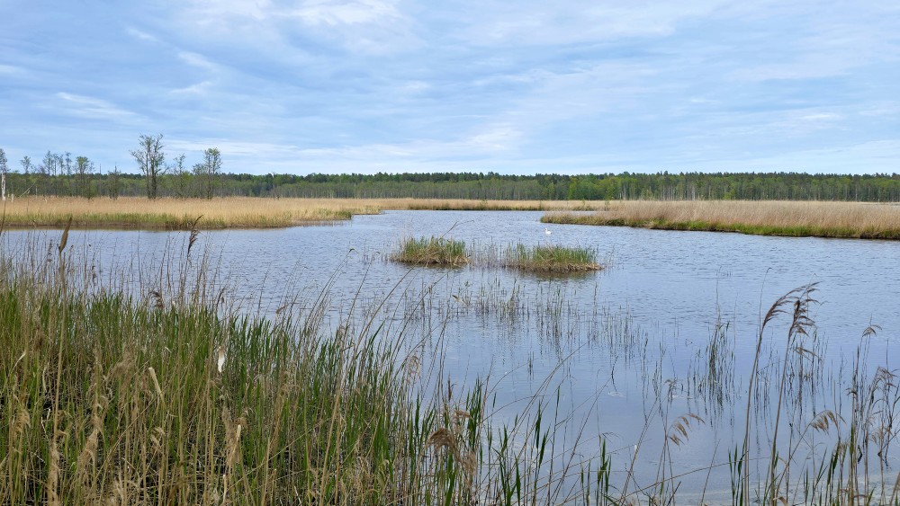 Scenic view of Lake Sloka with reeds and a swan