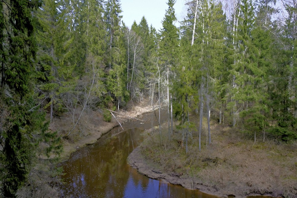 Viesatas upesloku taka pavasarī