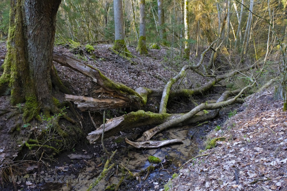 Broken Trees in Melnupite on Black Valley