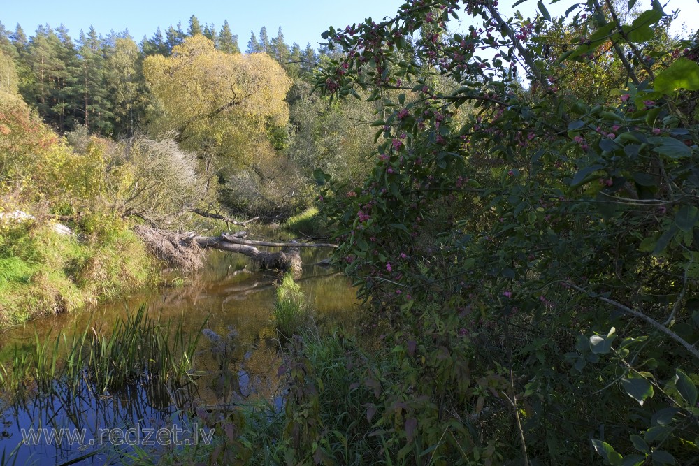 River Svēte near River Vilce  estuary