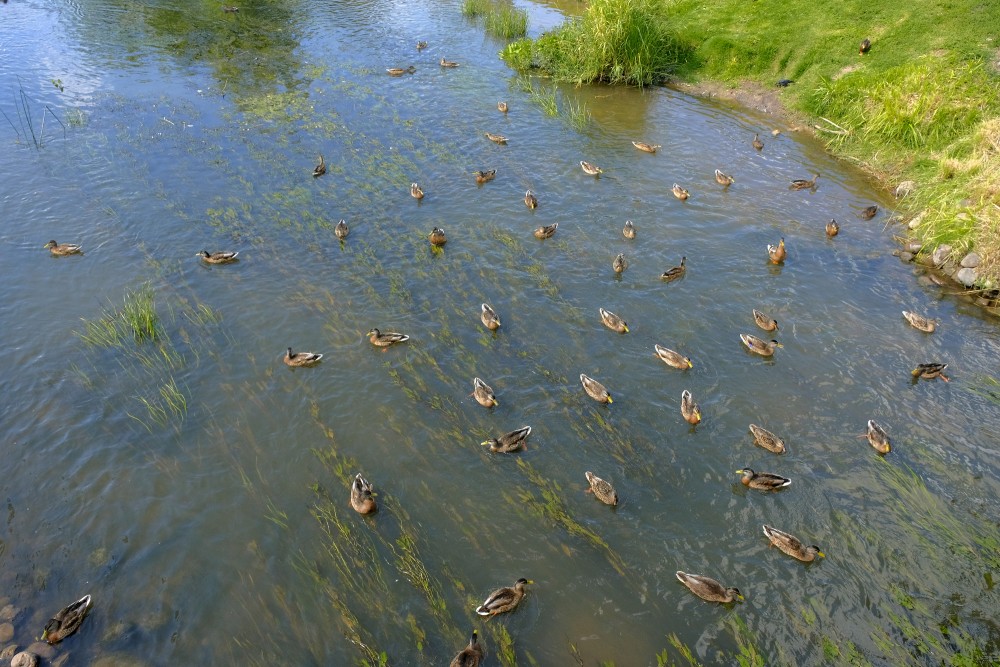 Mallards in the Rēzekne River