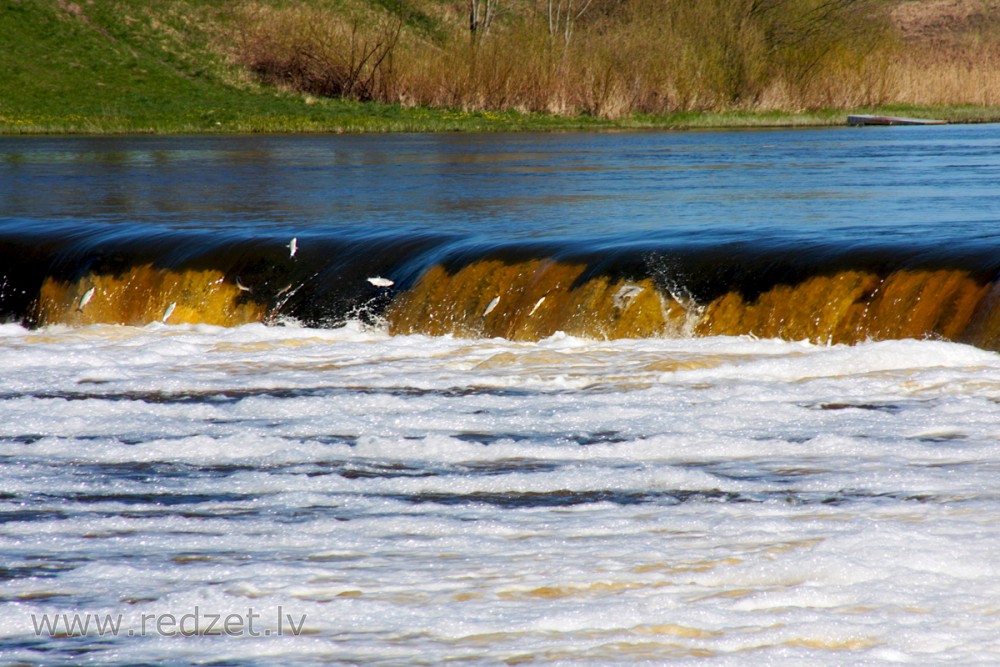 Flying fish of Kuldīga