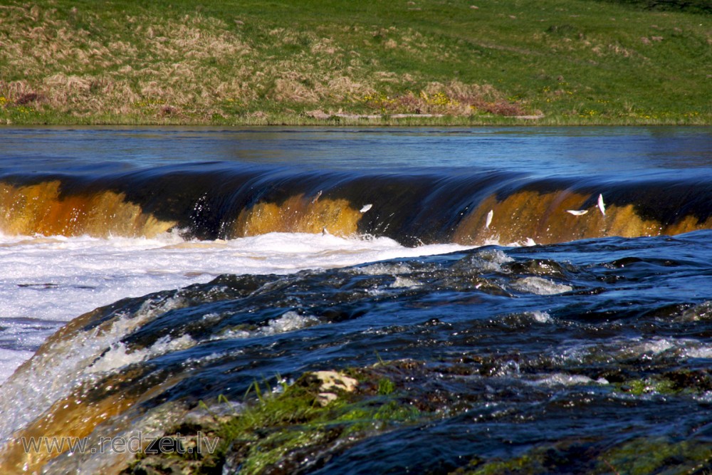 Venta Rapid in spring