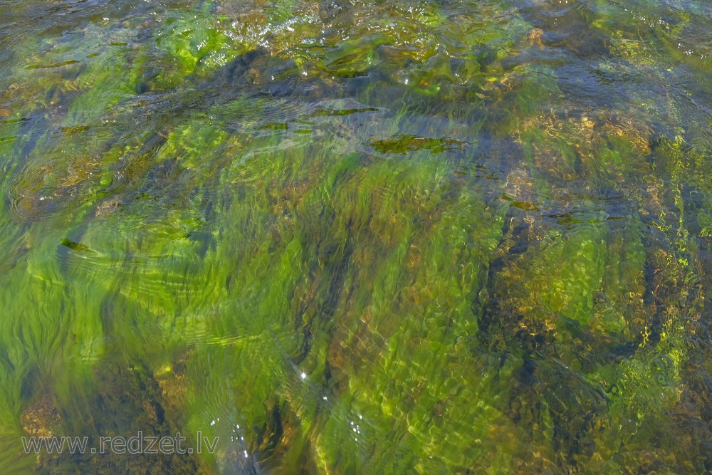 Aquatic plant in Venta river