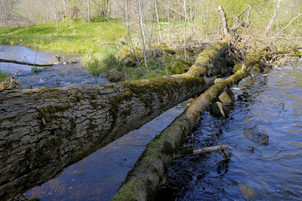 Trees have fallen over the river Lanka