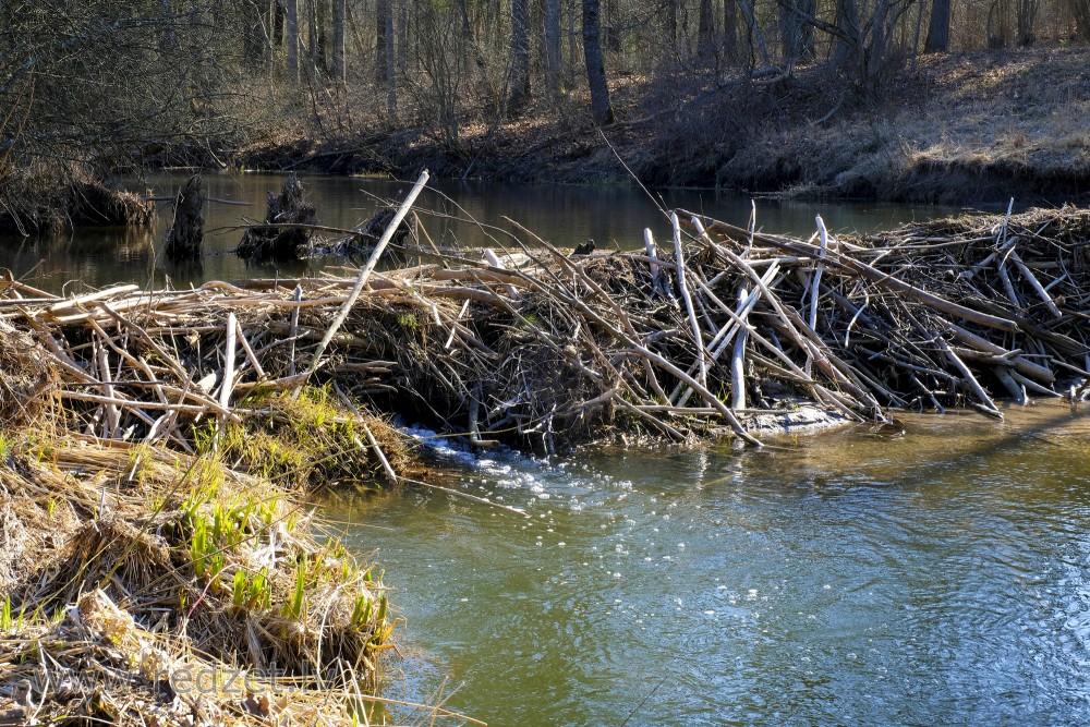 Dike in River Vilce 