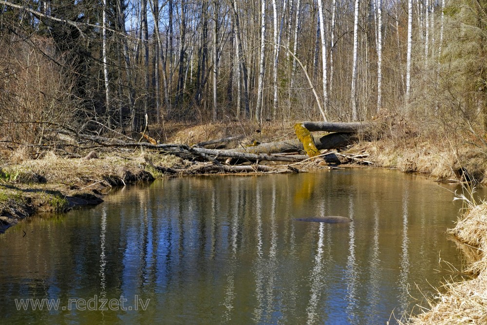 Fallen Trees over River Vilce