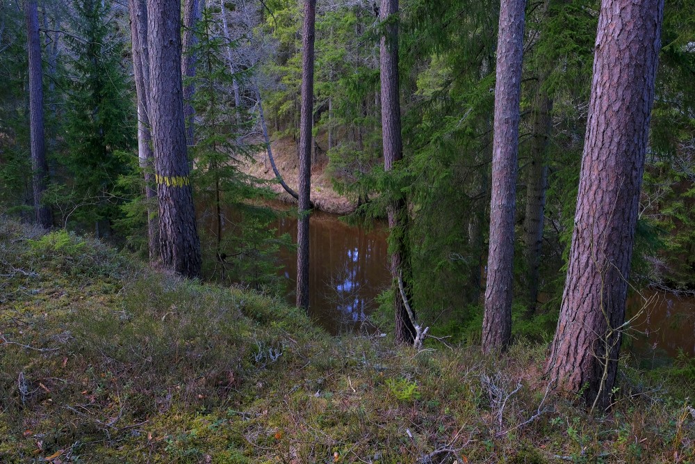 Roja River In Spring