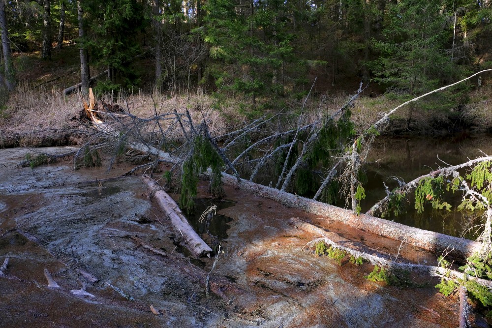Broken Spruce Across The Roja River