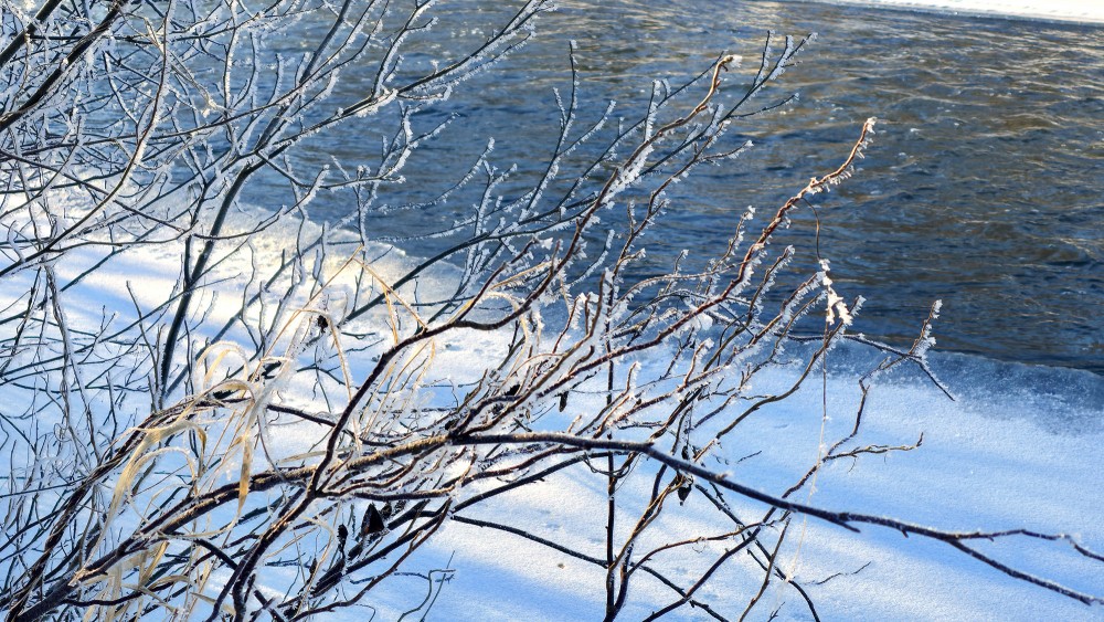 Frost-covered branches above a snowy riverbank close-up