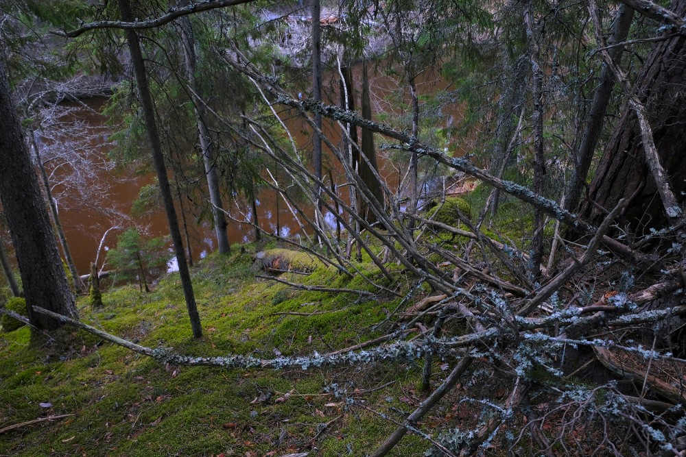Roja River In Spring