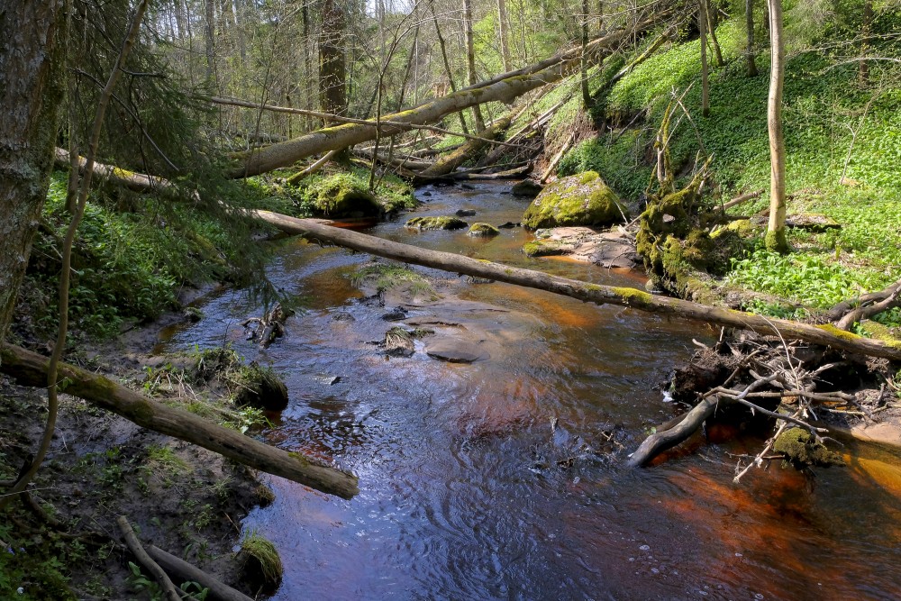 The Wild Landscape of Lorumupe River