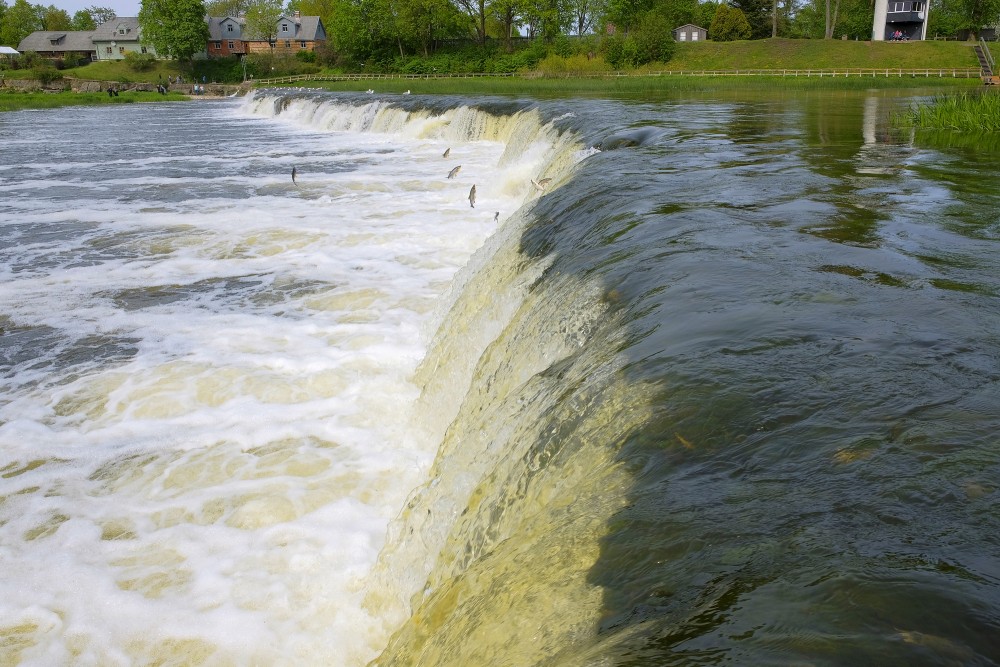 Venta Rapid and Flying Fish