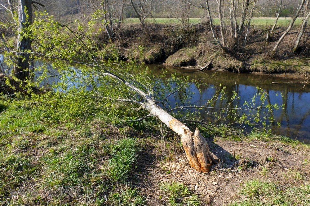 Beaver's Breakfast