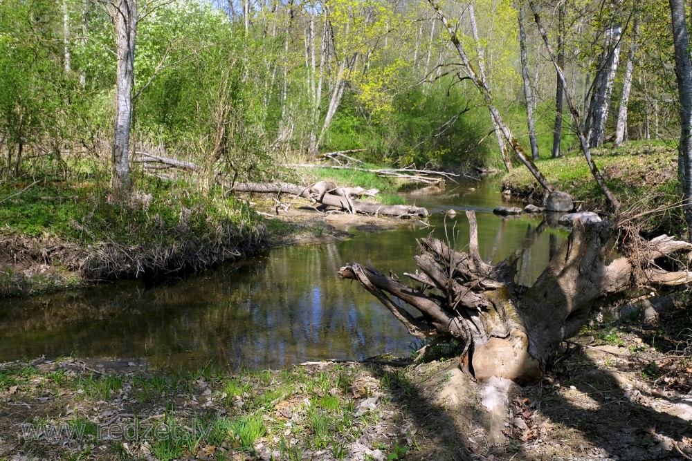 Fallen Trees on Banks of Vilce in Vilce Nature Park