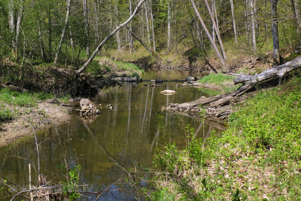 Flow of Vilce through Forests of Vilce Ravine