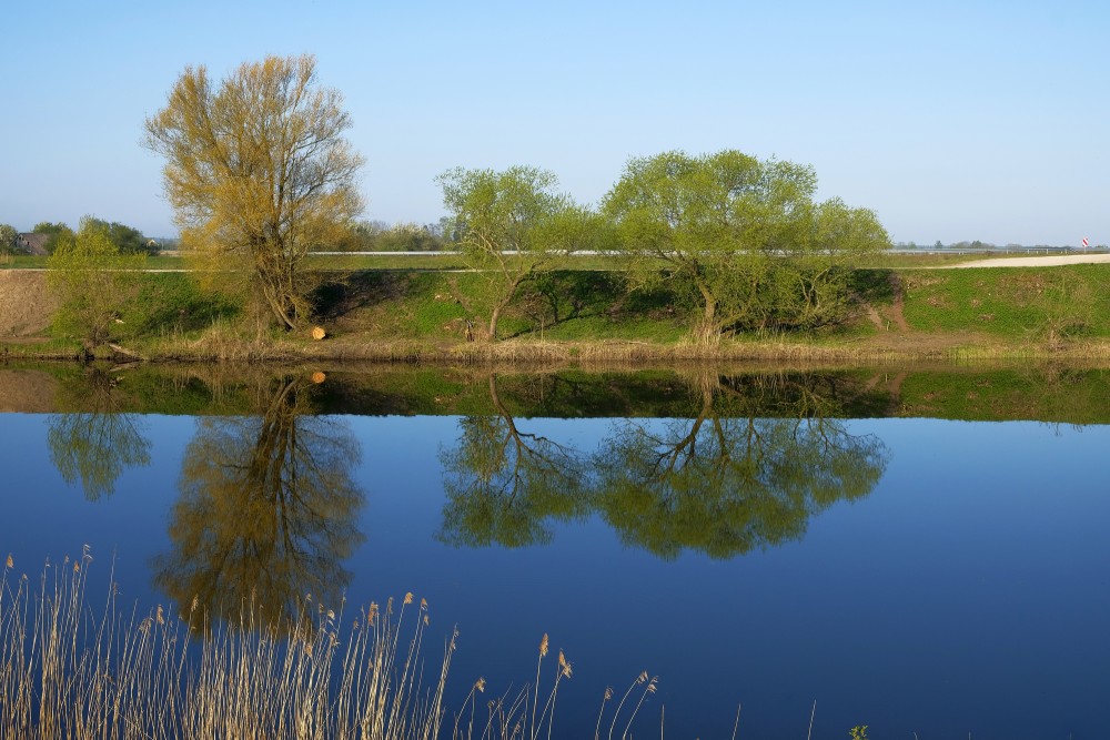 Tree Reflection In Water