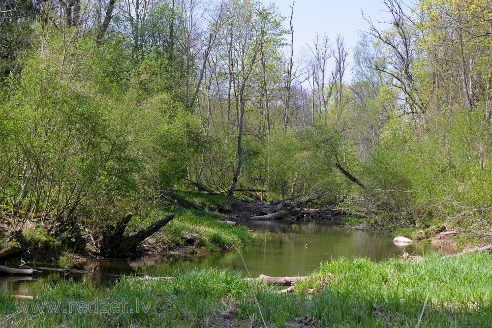 Flow of Vilce through Forests of Vilce Nature Park