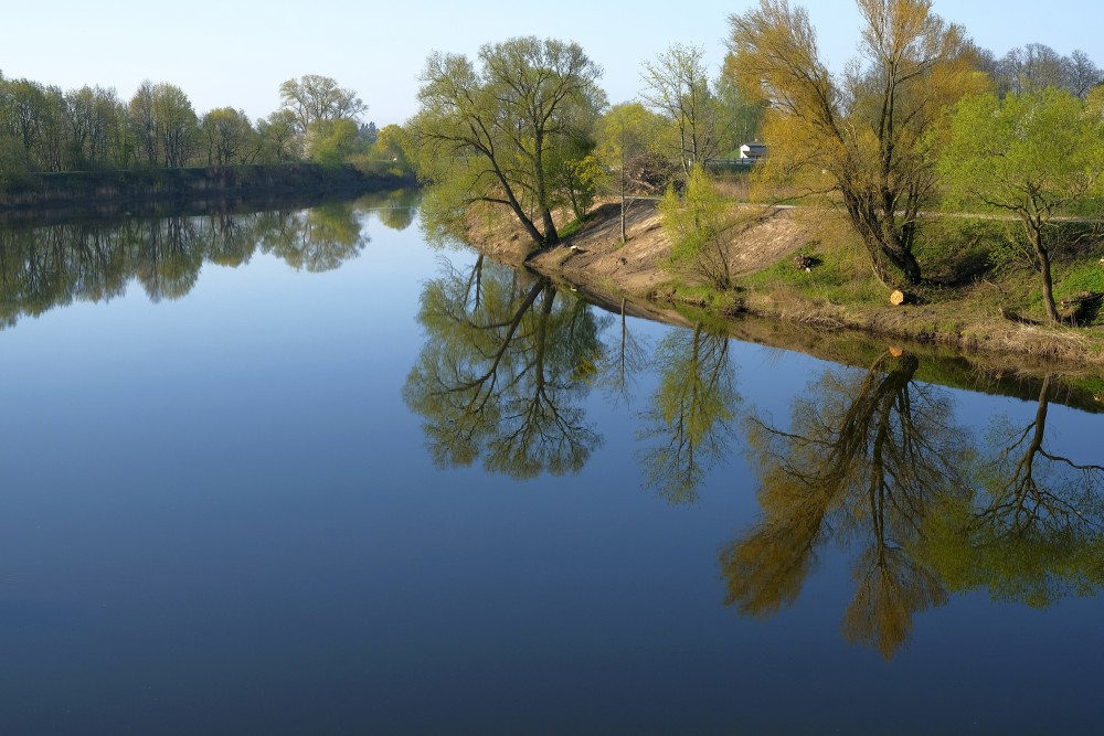 Tree Reflection In Water