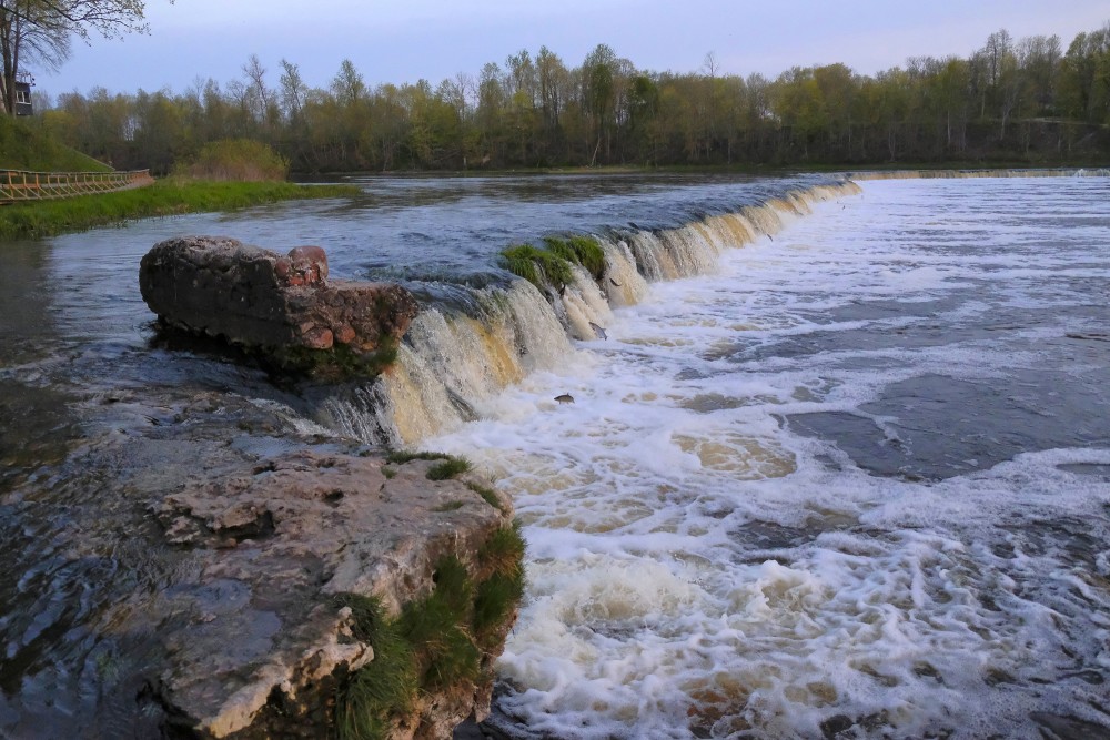 Ventas rumbā lec zivis