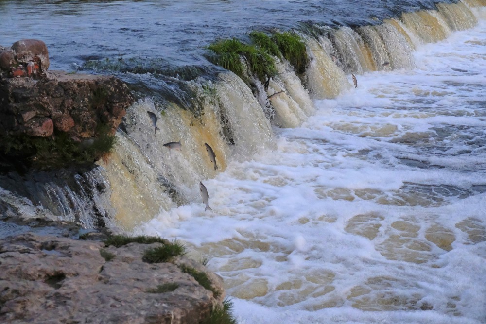 Fish jump over waterfall on Venta river