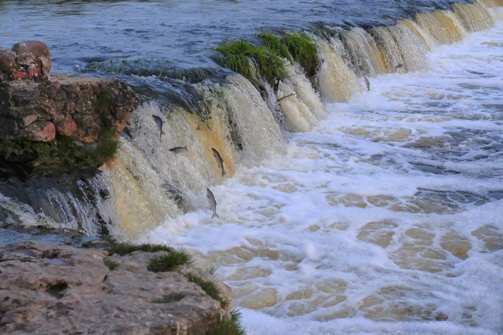 Ventas rumbā lec zivis