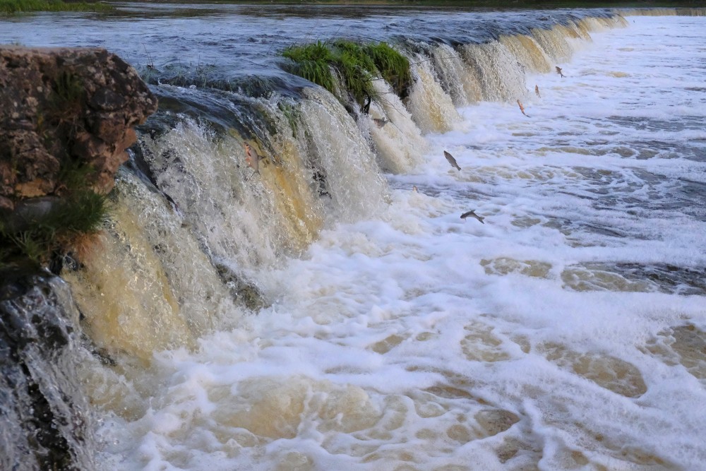 Kuldīgā lec zivis, Ventas rumba
