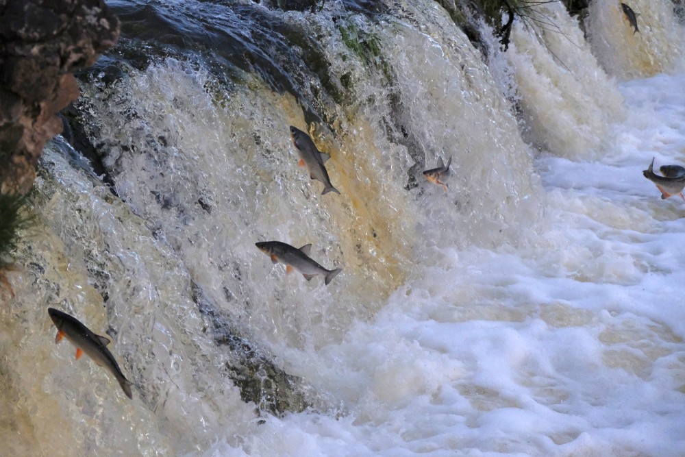 Vimbu nārsta migrācija