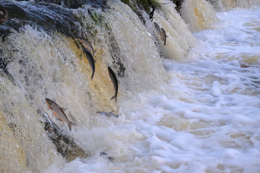 Kuldīgā lec Vimbas Kuldīgā lec Vimbas