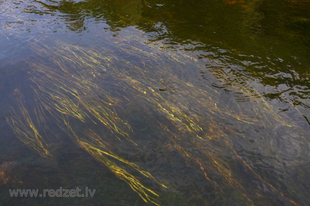 Aquatic plant in Venta river