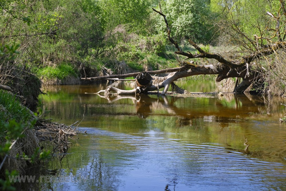 Fallen Trees in Svete Down by Vilce Estuary