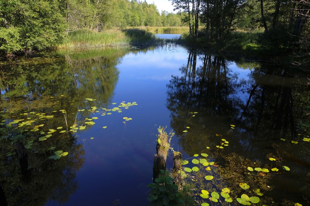 Gauja starp Rijas un Stupēnu ezeriem Gauja starp Rijas un Stupēnu ezeriem