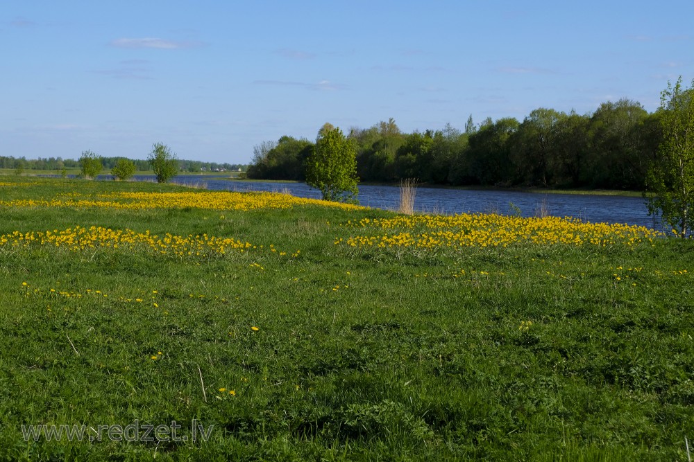 Wild Tulip Fields in Lielupe Floodland Meadows